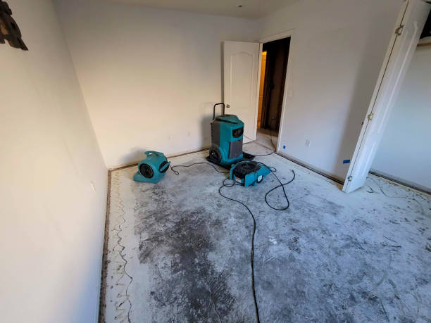 Best Mold removal after water damage  in Rosewood Heights, IL